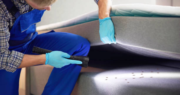 Wasp Removal Services in Foster City, CA