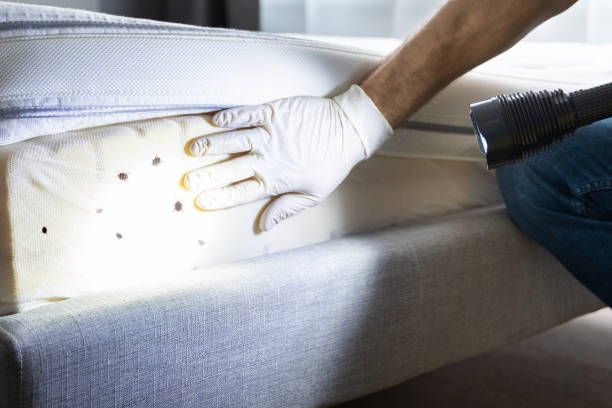 Best Exterminator Services  in Foster City, CA